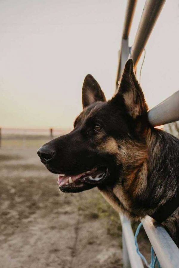 Without animals, life would be “ruff”